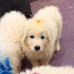 Pax x Electra 11/15/25 Maremma Litter
