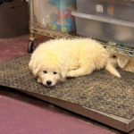 Pax x Electra 11/15/25 Maremma Litter
