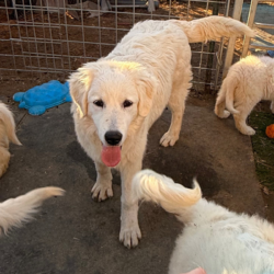 Sevro & Aurae Litter 8/25