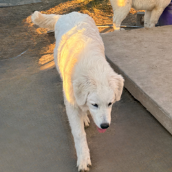 Sevro & Aurae Litter 8/25