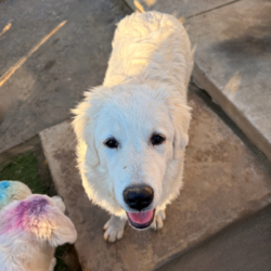 Sevro & Aurae Litter 8/25