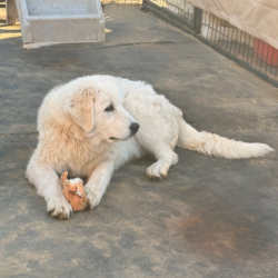 Sevro & Aurae Litter 8/25