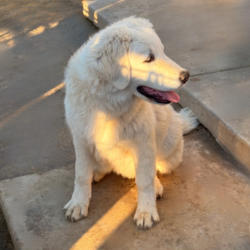 Sevro & Aurae Litter 8/25