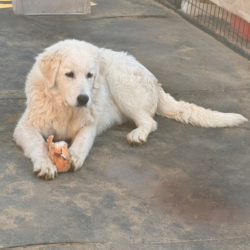 Sevro & Aurae Litter 8/25