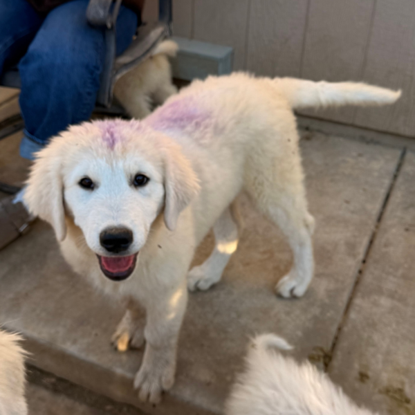 3033629211 Carina: Gentle Young Maremma for a Flat-Terrain Farm