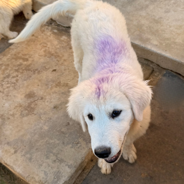 904563576 Carina: Gentle Young Maremma for a Flat-Terrain Farm