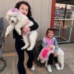 Pax x Electra 11/15/25 Maremma Litter