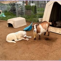 4-month-old Maremma Sheepdog with Nigerian Dwarf goat