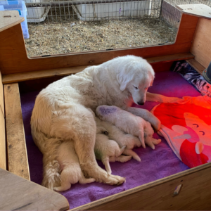 2410664114 Inside Our Maremma Puppy Program