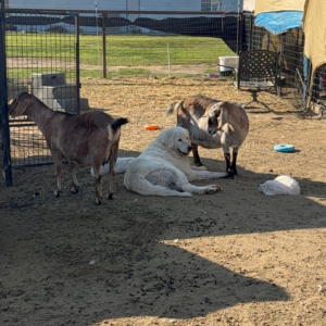 315942356 Inside Our Maremma Puppy Program
