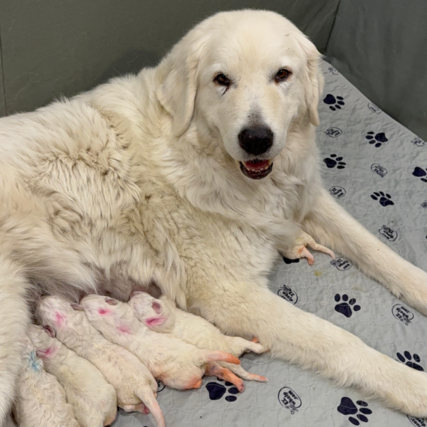 314864401 Gianna: Retired Maremma Female for a Quiet Chicken Farm