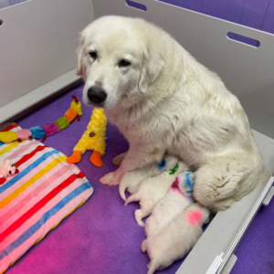 1548987983 Inside Our Maremma Puppy Program