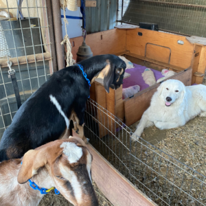 963045037 Inside Our Maremma Puppy Program