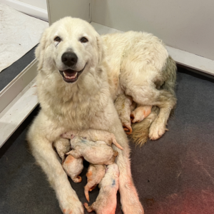 1981609517 Inside Our Maremma Puppy Program