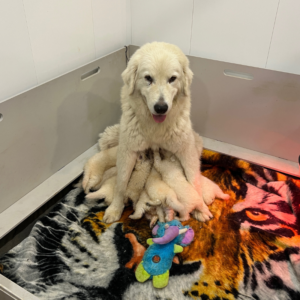 77897965 Inside Our Maremma Puppy Program