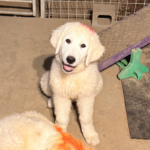 Pax x Electra 11/15/25 Maremma Litter