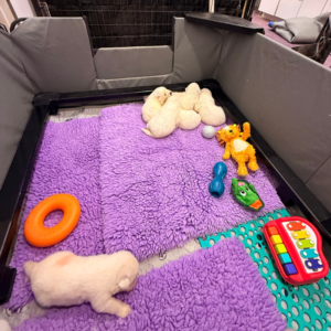 2138634939 Inside Our Maremma Puppy Program