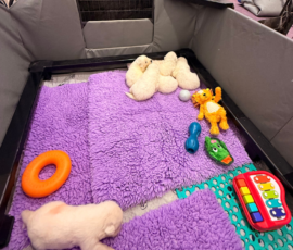 Sevro x Cameo Litter 2-26