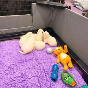 1343575438 Inside Our Maremma Puppy Program