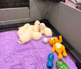 Sevro x Cameo Litter 2-26