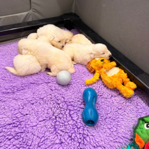 1524019666 Inside Our Maremma Puppy Program