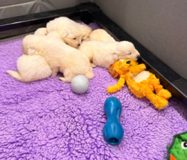 Sevro x Cameo Litter 2-26