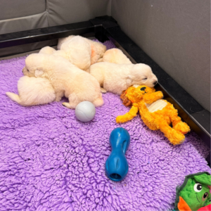 1332393192 Inside Our Maremma Puppy Program
