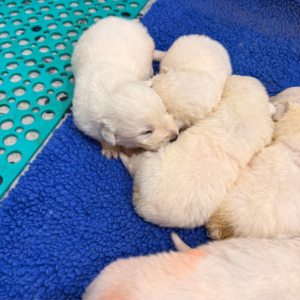 2405335366 Inside Our Maremma Puppy Program