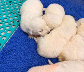 Sevro x Cameo Litter 2-26