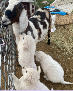 4140447739 Inside Our Maremma Puppy Program