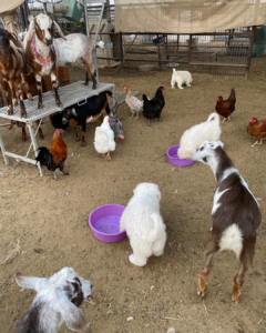 3379095035 Inside Our Maremma Puppy Program