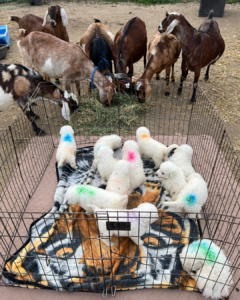 592372764 Inside Our Maremma Puppy Program