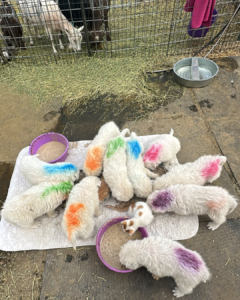 3486105878 Inside Our Maremma Puppy Program