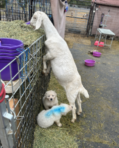 2780563161 Inside Our Maremma Puppy Program