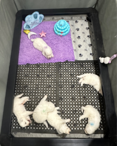 3713342060 Inside Our Maremma Puppy Program