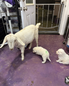 1178800232 Inside Our Maremma Puppy Program