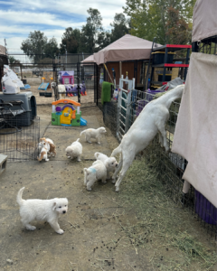 2029598097 Inside Our Maremma Puppy Program