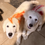 Pax x Electra 11/15/25 Maremma Litter