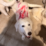 Pax x Electra 11/15/25 Maremma Litter