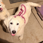 Pax x Electra 11/15/25 Maremma Litter