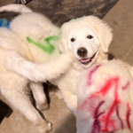 Pax x Electra 11/15/25 Maremma Litter
