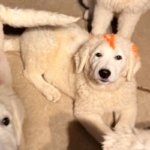 Pax x Electra 11/15/25 Maremma Litter