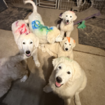 Pax x Electra 11/15/25 Maremma Litter