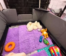 Sevro x Cameo Litter 2-26