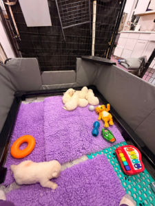 663534227 Inside Our Maremma Puppy Program