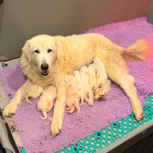 2310472889 Inside Our Maremma Puppy Program