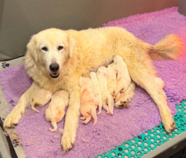 Sevro x Cameo Litter 2-26