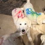 Pax x Electra 11/15/25 Maremma Litter