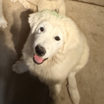 Pax x Electra 11/15/25 Maremma Litter