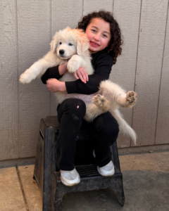 3673466386 Inside Our Maremma Puppy Program